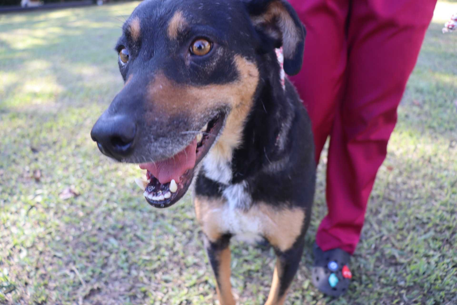Cães resgatados nas enchentes ainda aguardam adoção em Novo Hamburgo