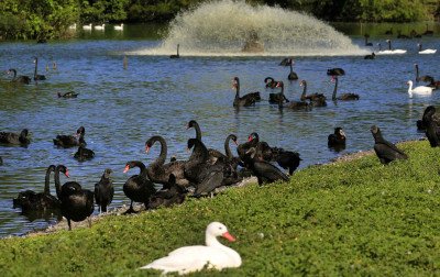 Zoológico de Sapucaia do Sul tem visitação suspensa após morte de 15 aves