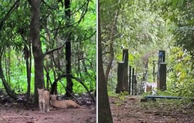 Criança de 8 anos é atacada por onça; proprietário afirma que é primeiro caso em 30 anos na região