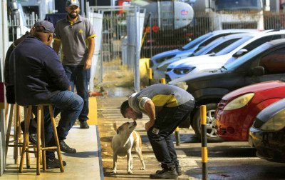 "A Matilda está deprimida": cadela que perdeu a parceria do caramelo atropelado recebe amparo em Canoas