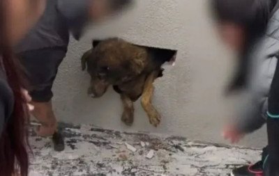 Cadela dada como desaparecida é encontrada concretada em imóvel em construção
