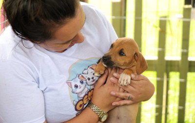 Cempra Canela terá nova feira de adoção; 92 cães estão disponíveis para um novo lar
