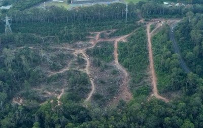 Corte de árvores na Reserva Natural está no centro de protesto de grupo; mobilização vai ter caminhada