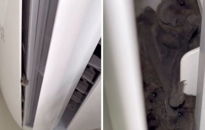 Vídeo impressionante: Técnicos encontram mais de 50 morcegos escondidos em ar-condicionado