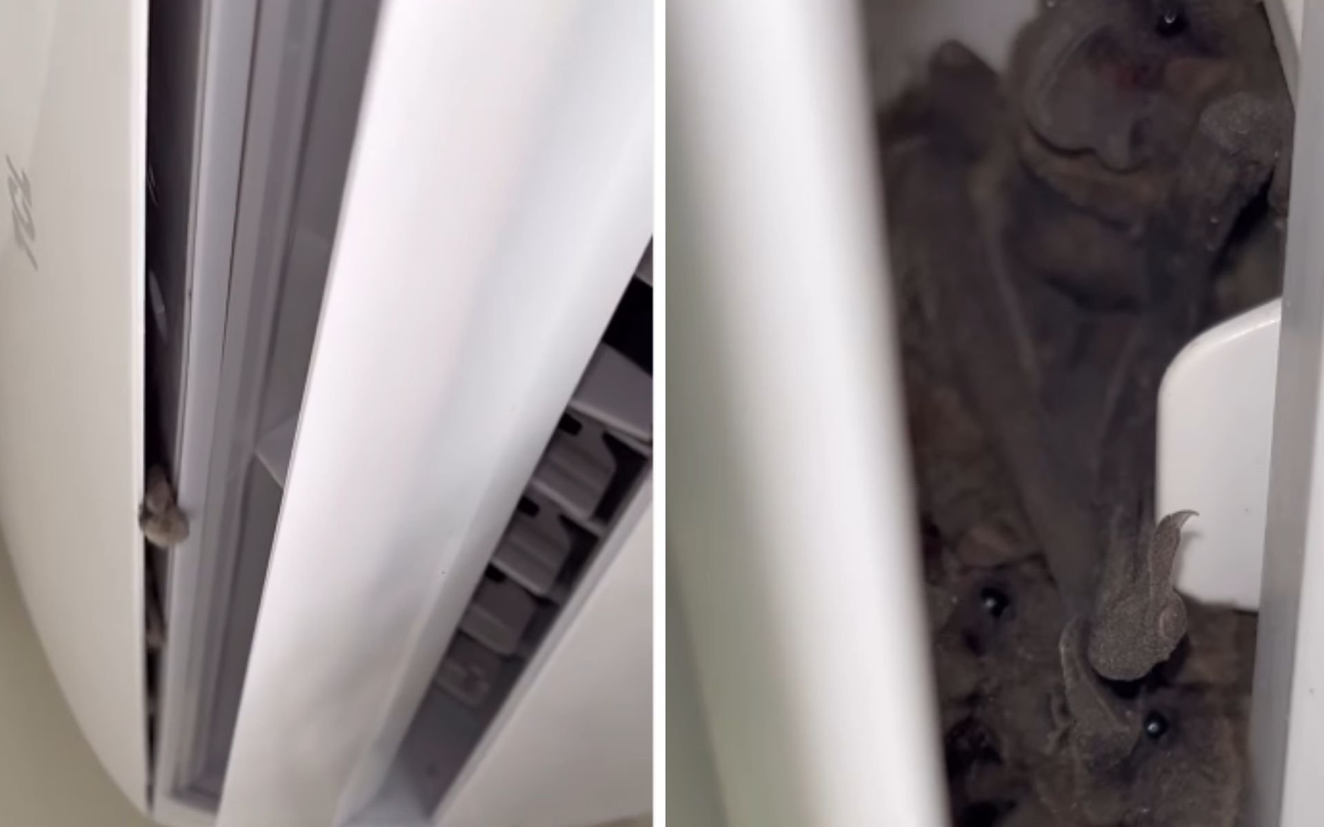 V&iacute;deo impressionante: T&eacute;cnicos encontram mais de 50 morcegos escondidos em ar-condicionado