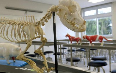 Unilasalle inaugura Clínica Veterinária Escola nesta segunda-feira