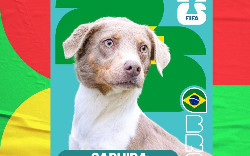 Cards de cães para adoção são inspirados nas figurinhas do álbum da Copa do Mundo