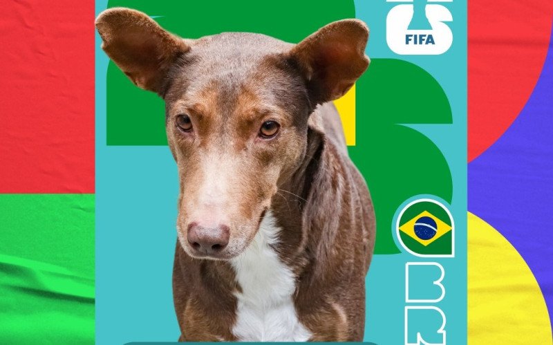 Cards de cães para adoção são inspirados nas figurinhas do álbum da Copa do Mundo