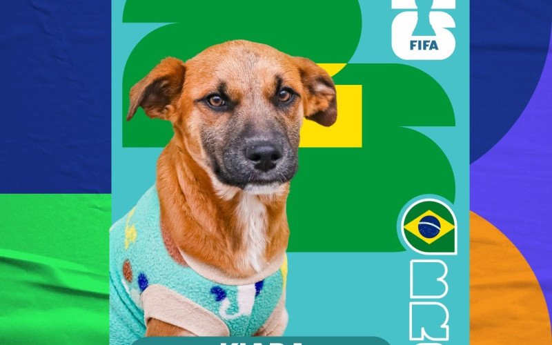 Cards de cães para adoção são inspirados nas figurinhas do álbum da Copa do Mundo