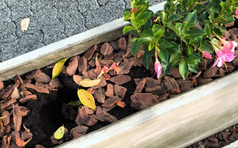 Câmeras flagram os furtos das plantas | abc+