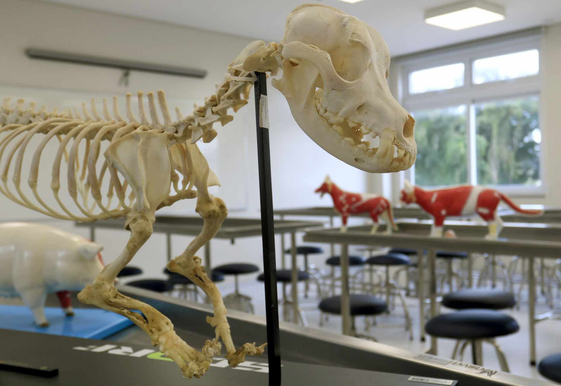 Unilasalle inaugura Clínica Veterinária Escola nesta segunda-feira