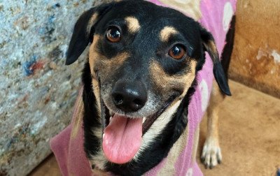 26 cães e gatos estarão disponíveis no Espaço de Adoção da Sempa neste sábado