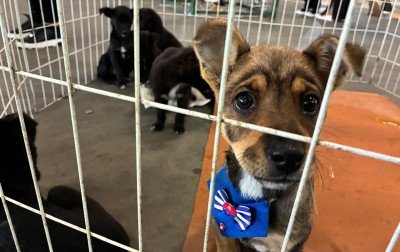 Espaço de Adoção da Sempa conseguiu novo lar para 20 animais