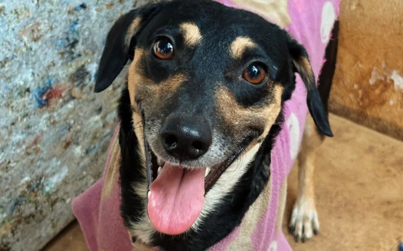 26 cães e gatos estarão disponíveis no Espaço de Adoção da Sempa neste sábado