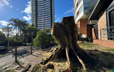 Corte de flamboyant na Avenida Maurício Cardoso provoca repercussão em Novo Hamburgo