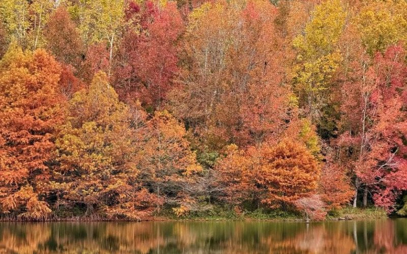Parque Witeck fica ainda mais bonito no outono | abc+