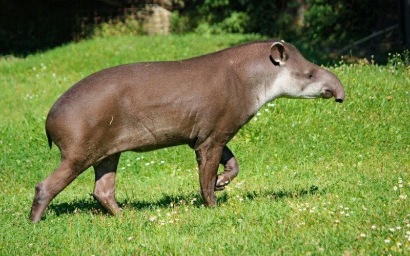 Anta brasileira (Tapirus terrestris) é o maior mamífero terrestre da América do Sul | abc+