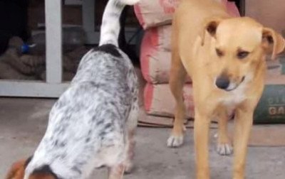 Onda de mortes de cães e gatos chega a 12 casos e levanta suspeita de envenenamento em cidade da região metropolitana