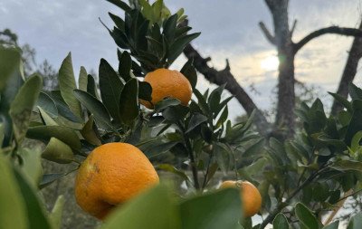VÍDEO: Agricultores de Montenegro comemoram uma das melhores safras de citros; colheita atual pode render mais de 60 toneladas de frutas