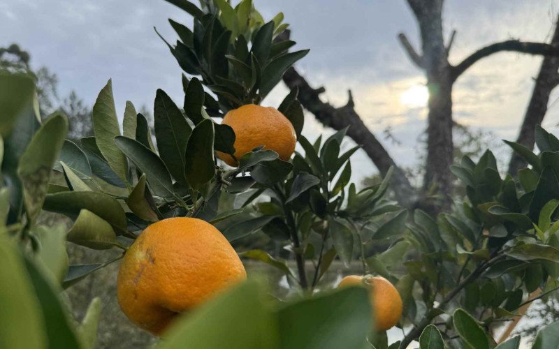 Bergamota Montenegrina faz parte das frutas cítricas da safra atual | abc+