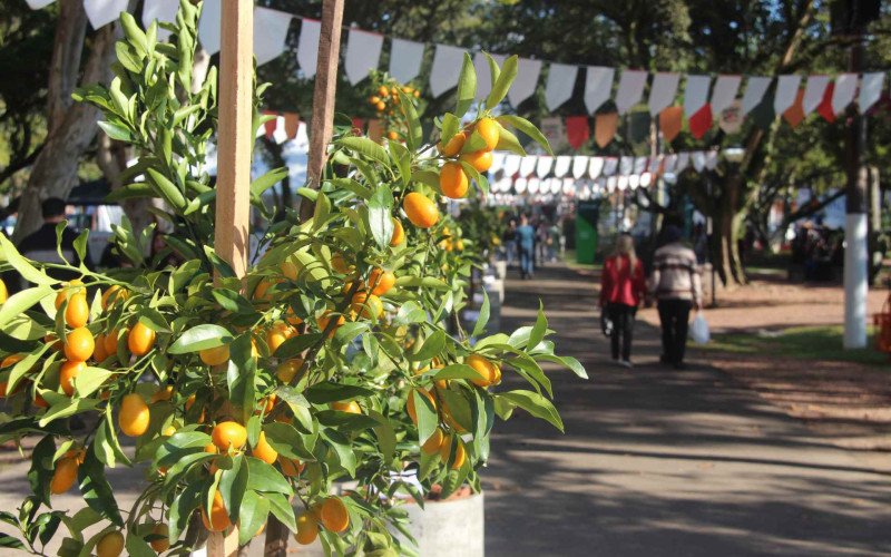 Festa da Bergamota aproxima público da produção rural em São Sebastião do Caí
