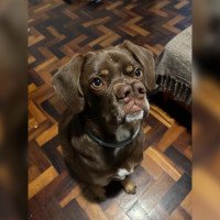 VÍDEO: Cachorro de "dois narizes" adotado em Novo Hamburgo faz sucesso na internet