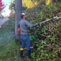 Aproveitando esta época de temperaturas baixas, Gramado realiza trabalho de poda e manutenção das hortênsias