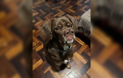VÍDEO: Cachorro de "dois narizes" adotado em Novo Hamburgo faz sucesso na internet
