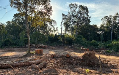 Justiça determina suspensão imediata da licença para corte de árvores no Horto Florestal
