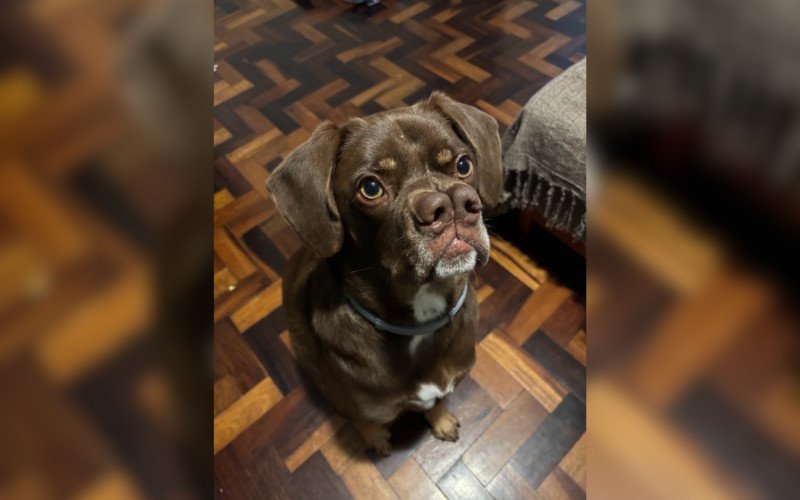 Cachorro com 'dois narizes' adotado em Novo Hamburgo faz sucesso na internet | abc+