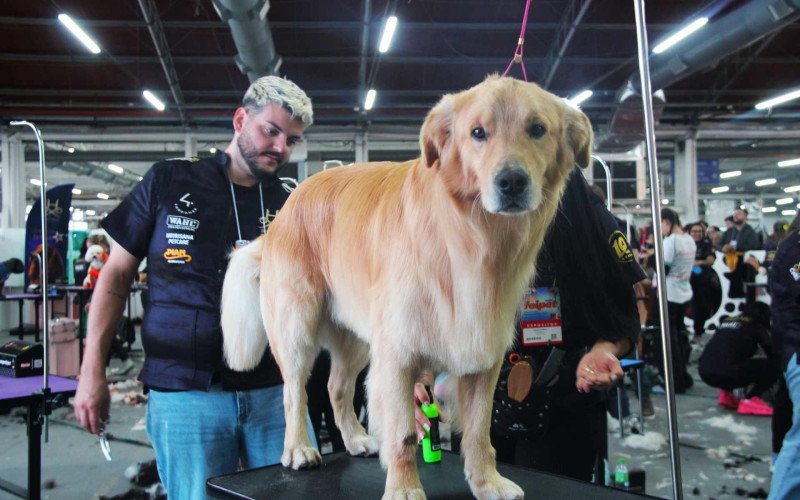 Concurso de tosa embeleza os animais