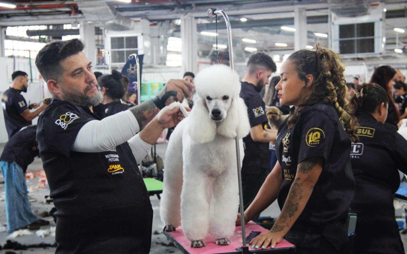 Concurso de tosa embeleza os animaisConcurso de tosa embeleza os animais