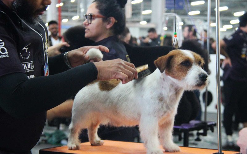 Concurso de tosa embeleza os animais