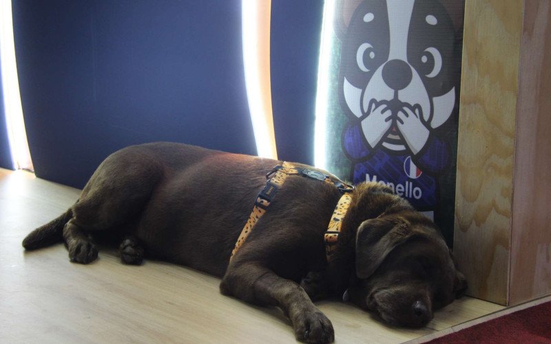 Animais relaxam durante o evento