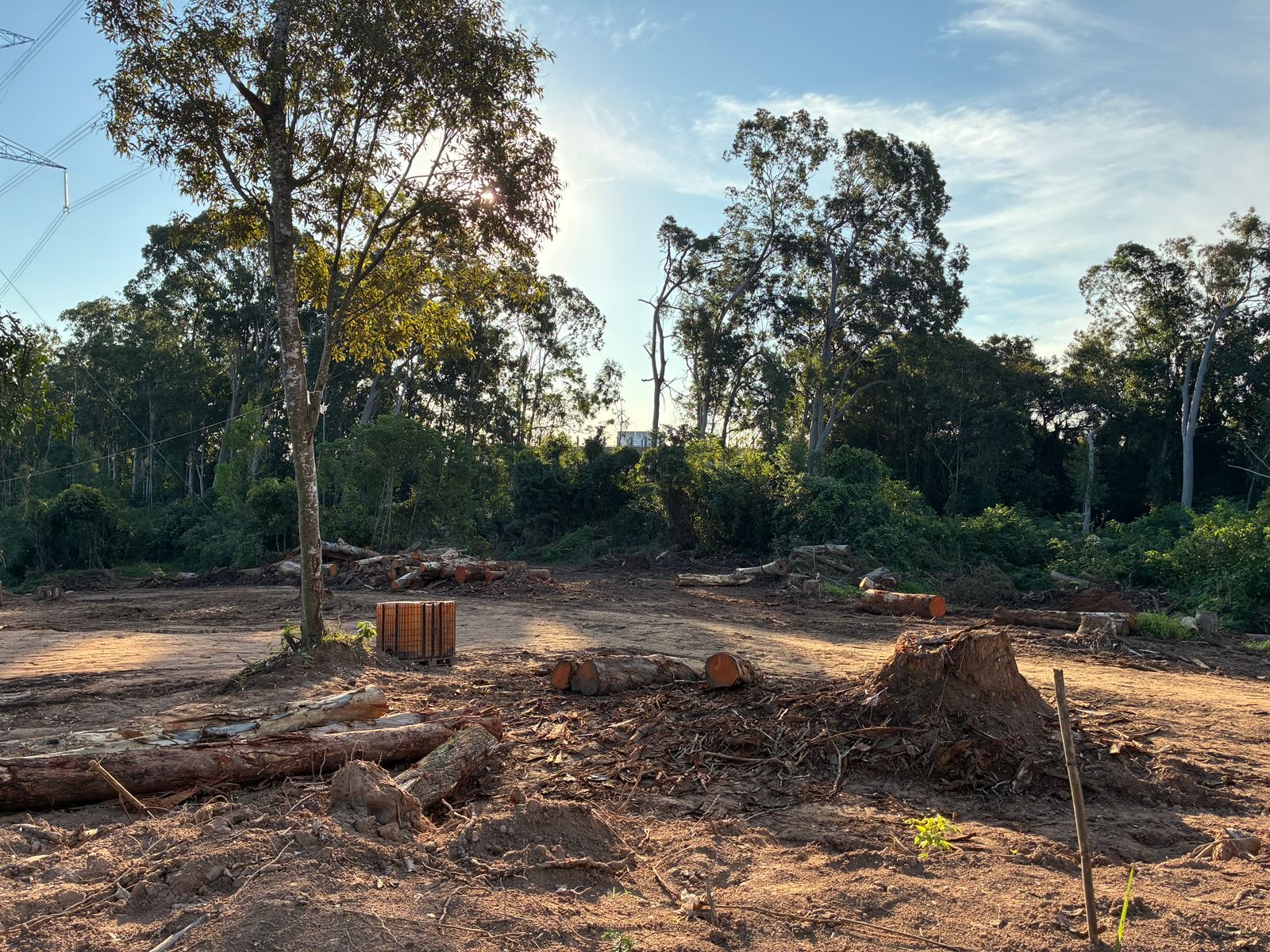 Justi&ccedil;a determina suspens&atilde;o imediata da licen&ccedil;a para corte de &aacute;rvores no Horto Florestal