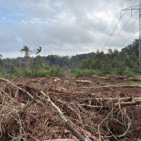 Horto Florestal: Como está o caso da derrubada de árvores que gerou protesto com 400 pessoas no Vale do Sinos