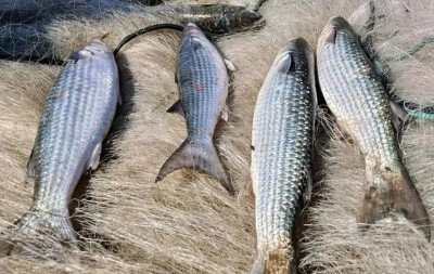 Pesca de tainha na modalidade arrasto de praia está suspensa