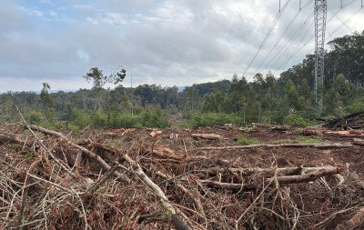 Prefeitura de Sapucaia do Sul aguarda retorno da Ação Pública aberta contra Estado e Fepam por corte de árvores