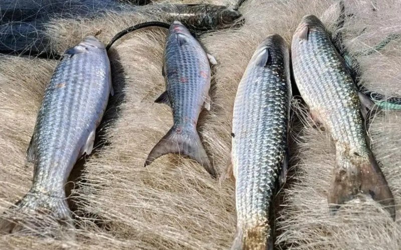 Pesca de tainha na modalidade arrasto de praia está suspensa | abc+