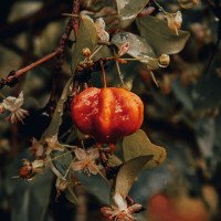 Pátio dos sonhos: 3 árvores que dão frutos deliciosos, fazem sombra e não racham o piso