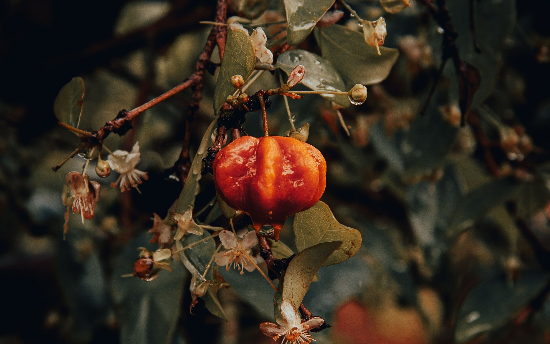 P&aacute;tio dos sonhos: 3 &aacute;rvores que d&atilde;o frutos deliciosos, fazem sombra e n&atilde;o racham o piso
