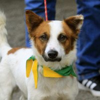 Cachorro resgatado na Avenida das Canoas está sendo cuidado no Bem-Estar Animal; veja como agir em casos parecidos