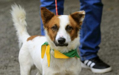 Cachorro resgatado na Avenida das Canoas está sendo cuidado no Bem-Estar Animal; veja como agir em casos parecidos