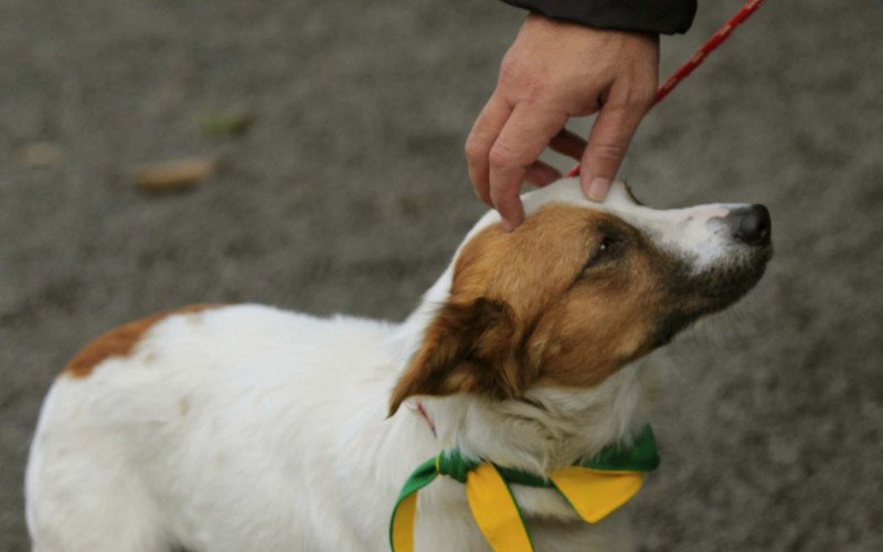  11/06/26 CACHORRO RESGATADO NO VALÃO