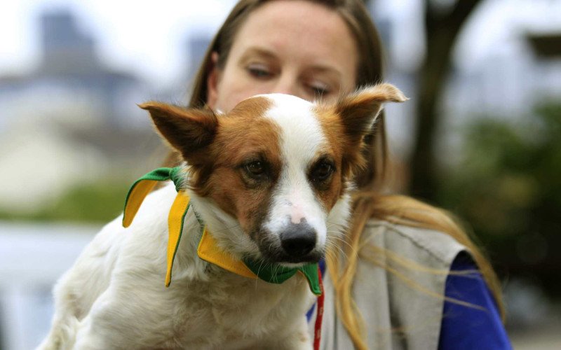 Cachorro esteve sob os cuidados da veterinária Desirre Möller no Bem-Estar Animal | abc+
