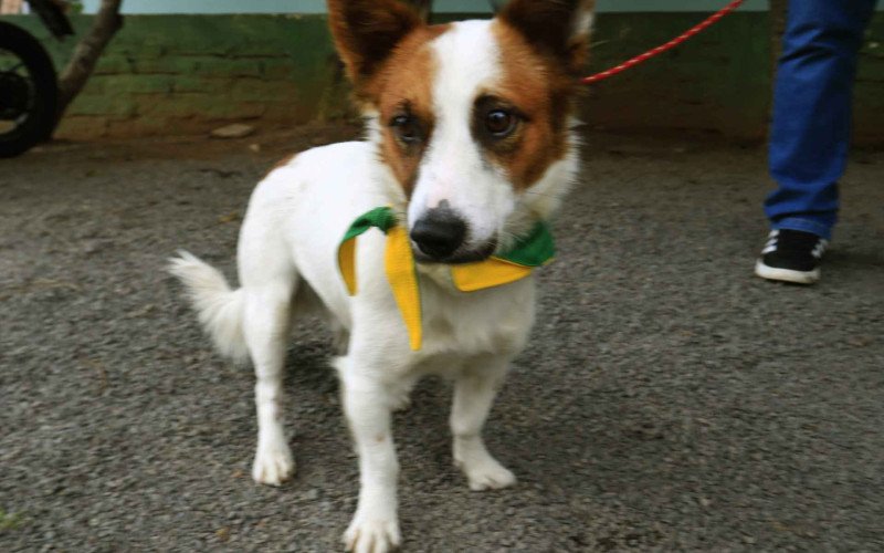  11/06/26 CACHORRO RESGATADO NO VALÃO