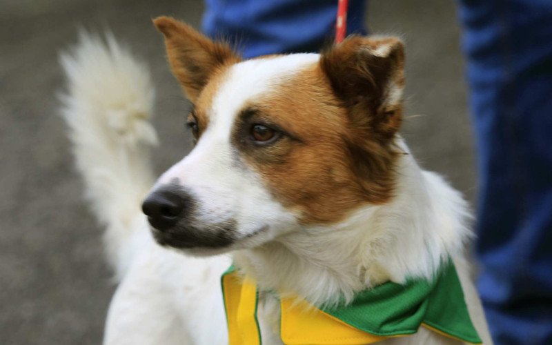  11/06/26 CACHORRO RESGATADO NO VALÃO