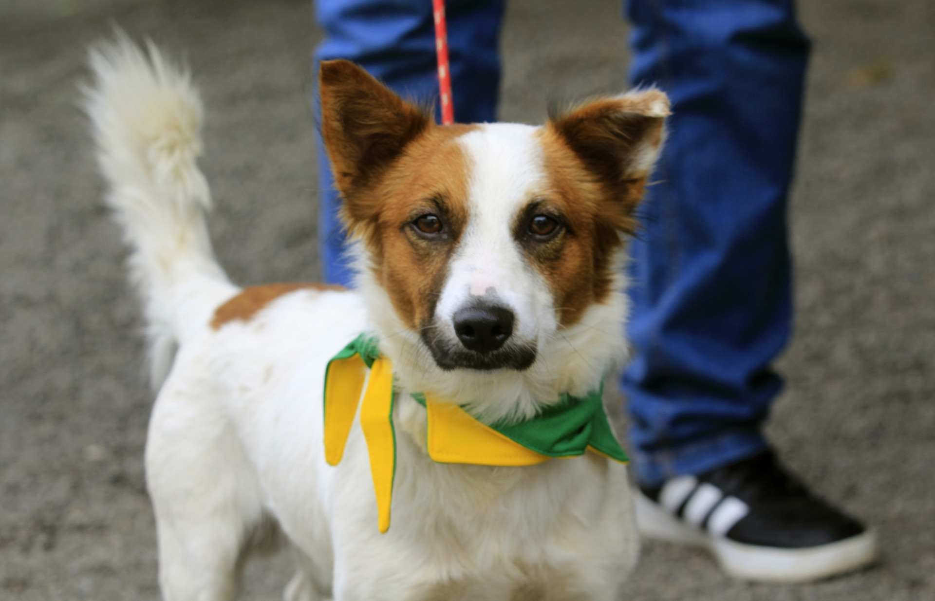 Cachorro resgatado na Avenida das Canoas est&aacute; sendo cuidado no Bem-Estar Animal; veja como agir em casos parecidos