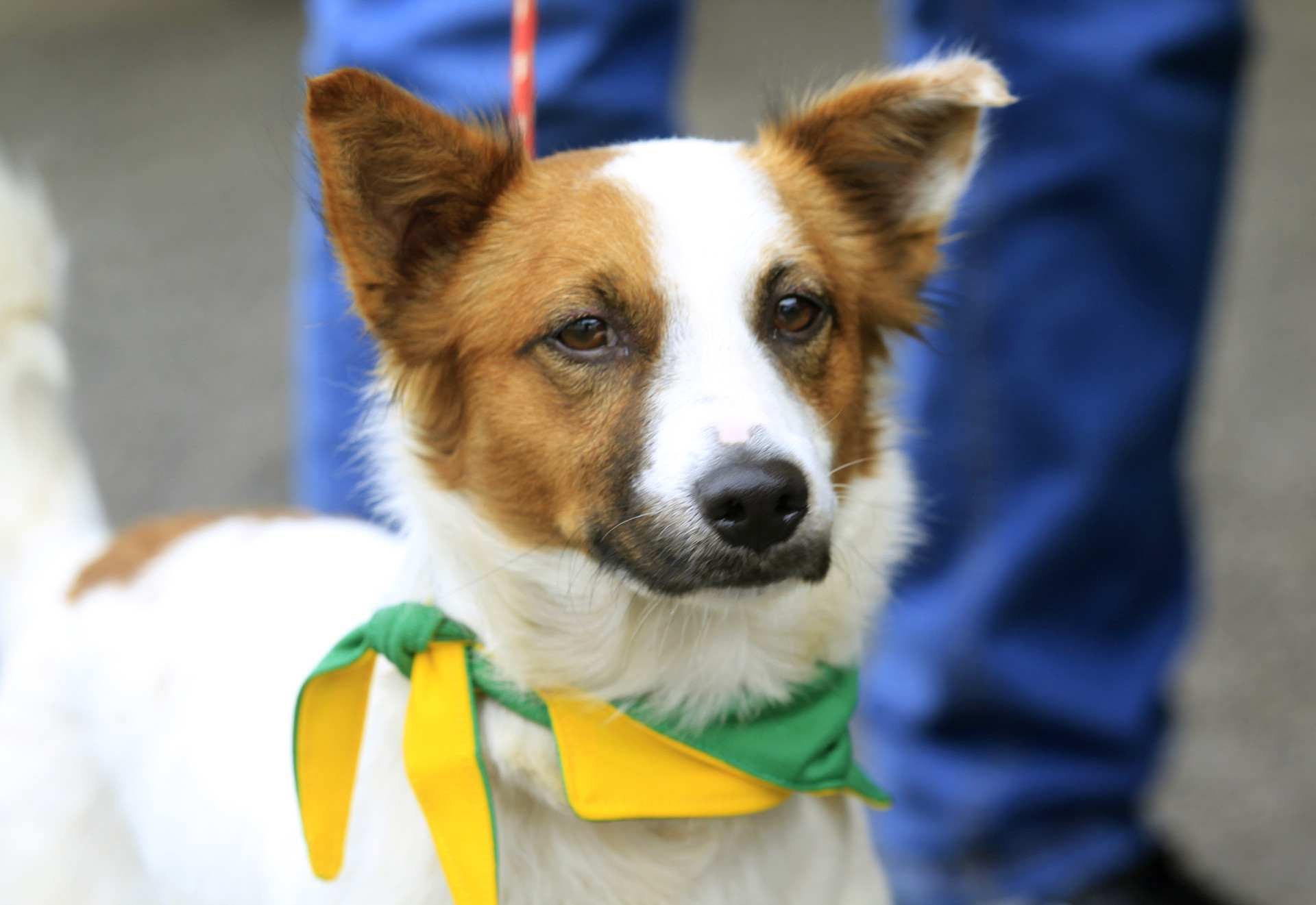 Projeto científico inédito dos EUA busca aumentar tempo de vida dos cachorros; entenda