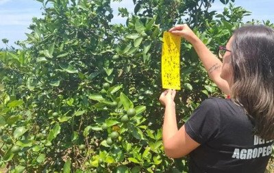 Greening: O que é a doença sem cura que ameaça pomares e foi confirmada pela primeira vez no RS